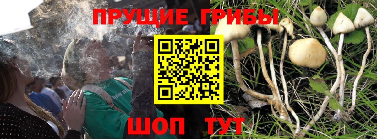 Псилоцибиновые грибы Psilocybine cubensis Златоуст